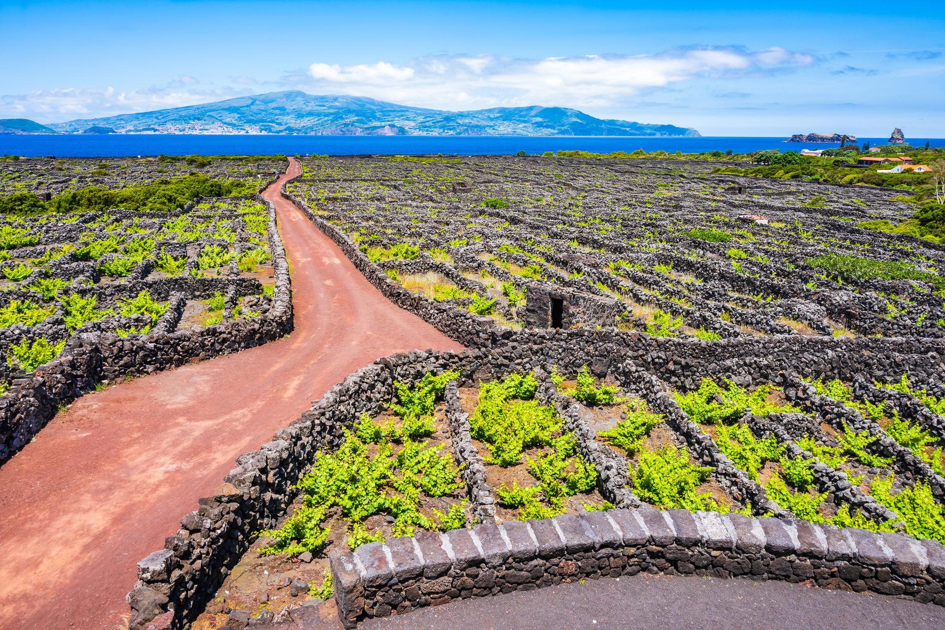 Winnice, wyspa Pico, Azory