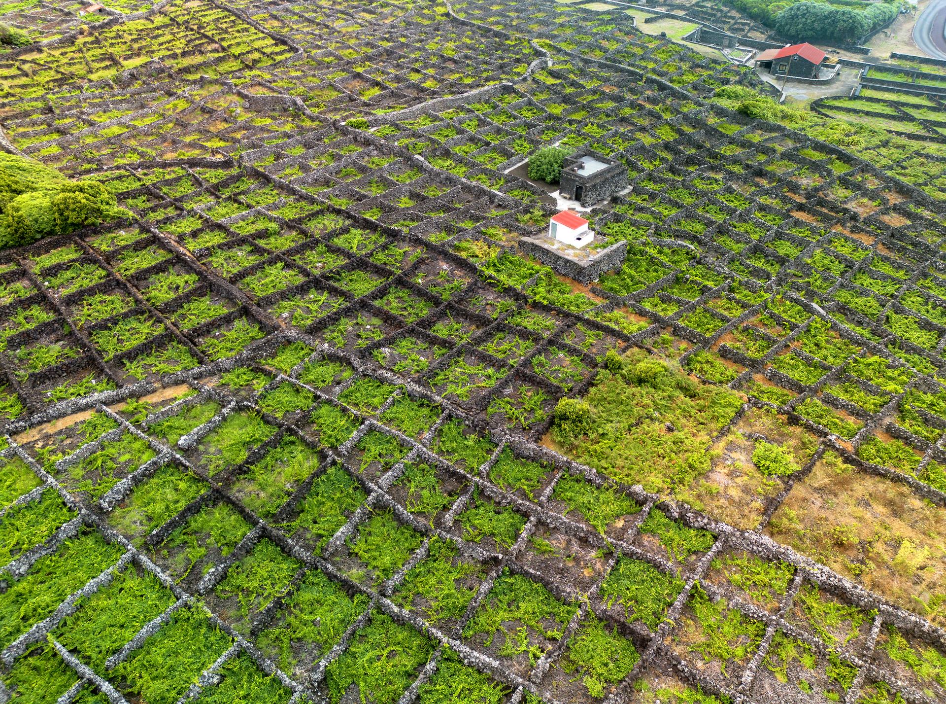 Winnice w Biscoitos, Terceira