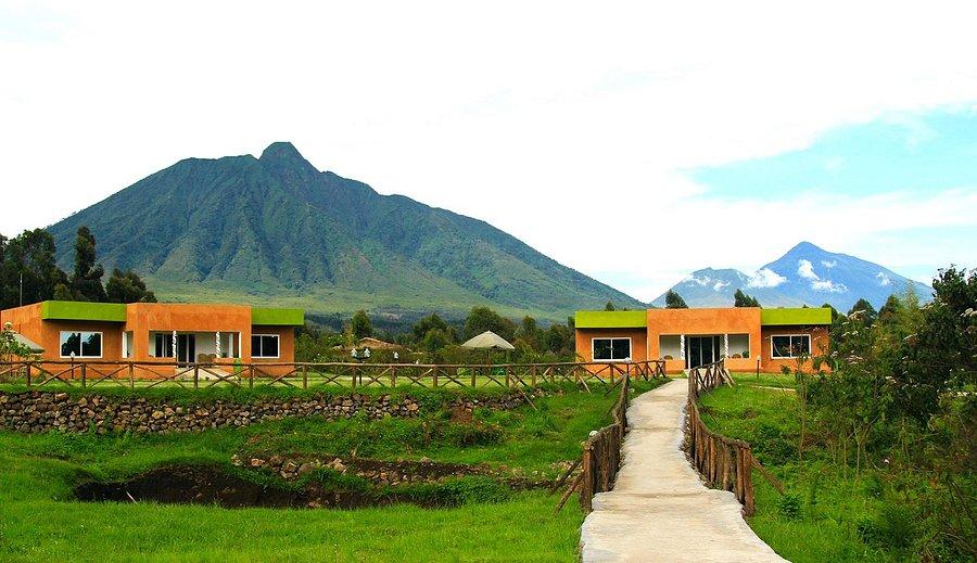 Mountain Gorilla View