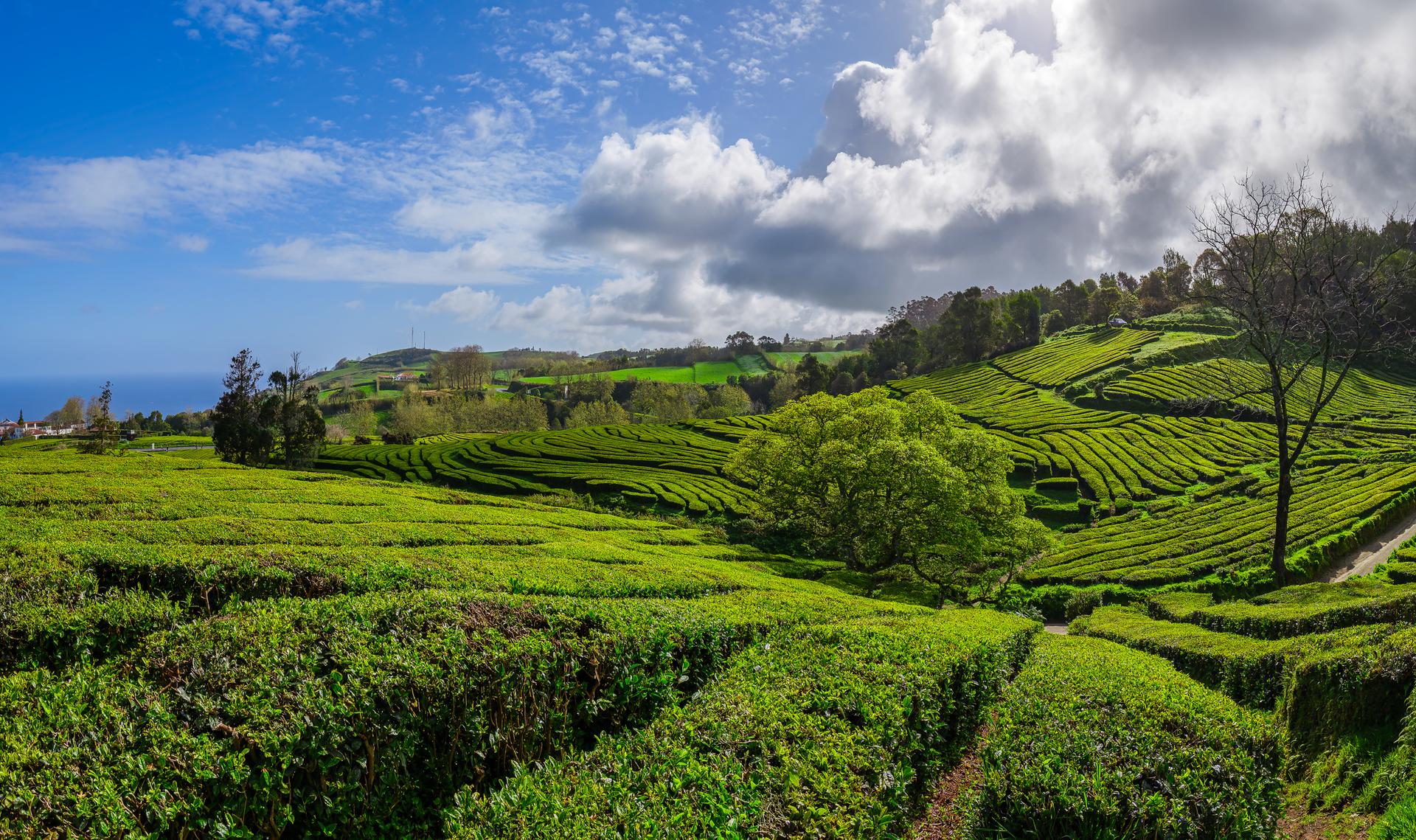 Plantacja herbaty, Sao Miguel